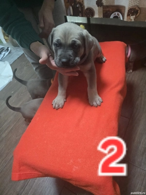 vând pui Baieti Fete Cane Corso - imagine 2