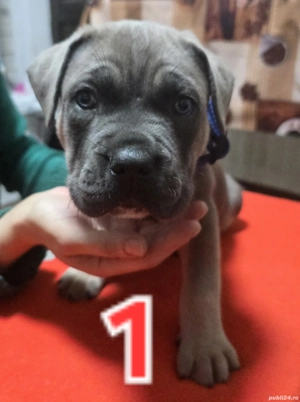 vând pui Baieti Fete Cane Corso