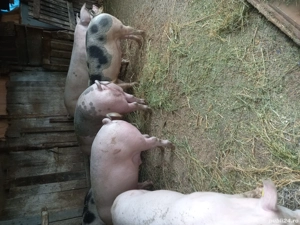 Vand porci - imagine 3