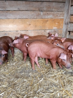 vant purcei - imagine 3