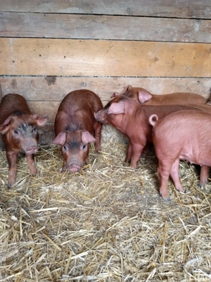 vant purcei - imagine 4