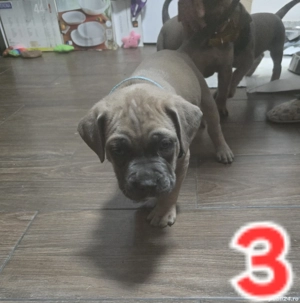 vând pui Baieti Fete Cane Corso - imagine 3