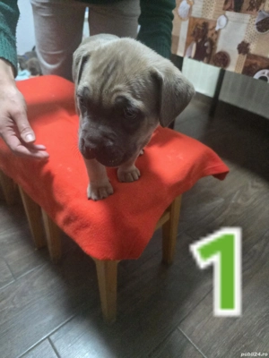 vând pui Baieti Fete Cane Corso - imagine 4