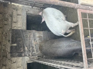 Scroafe de vânzare  - imagine 2