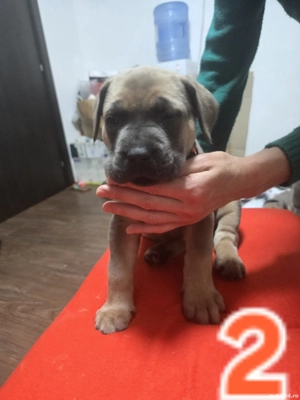 vând pui Baieti Fete Cane Corso - imagine 5