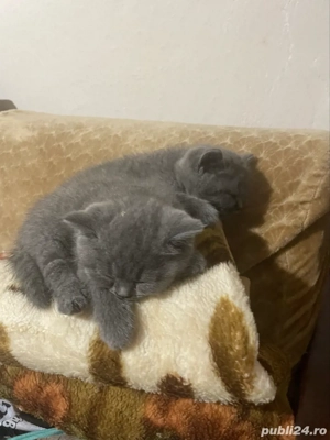 vand urgent pui british shortahir - imagine 2