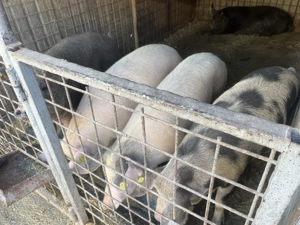 Vând porci și vietnamezi 