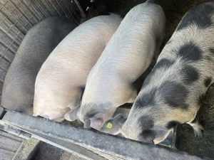 Vând porci și vietnamezi  - imagine 2