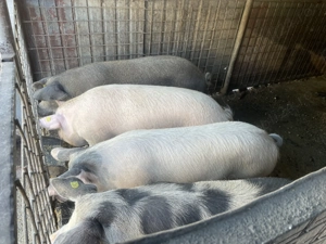 Vând porci și vietnamezi  - imagine 3