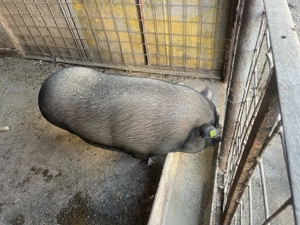 Vând porci și vietnamezi  - imagine 5