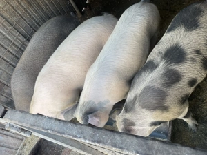 Vând porci și vietnamezi  - imagine 4