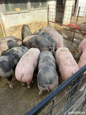 Vand porci 120-180 kg