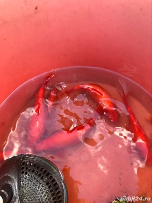 pesti pentru iaz  - imagine 3