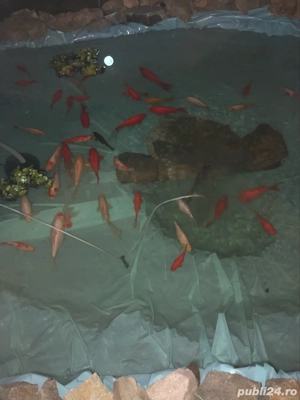 pesti pentru iaz  - imagine 4