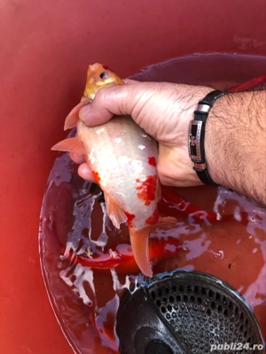 pesti pentru iaz  - imagine 2