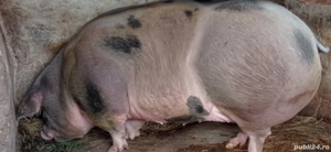 Purcea pietran belgian 