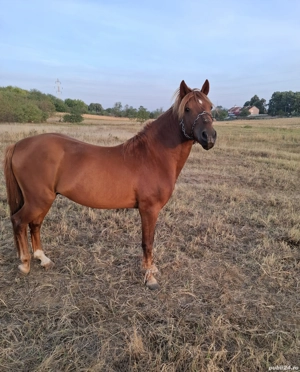 Vând cal Gogoșu MH 