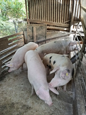 Vând porci 15 lei kg