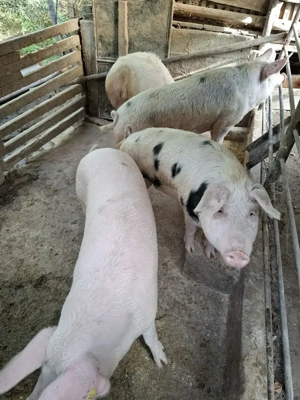 Vând porci 15 lei kg - imagine 2