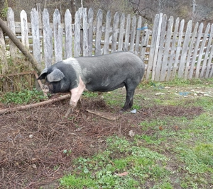 Vând grăsună bazna  - imagine 2