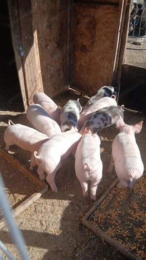 Porci de vânzare  - imagine 4