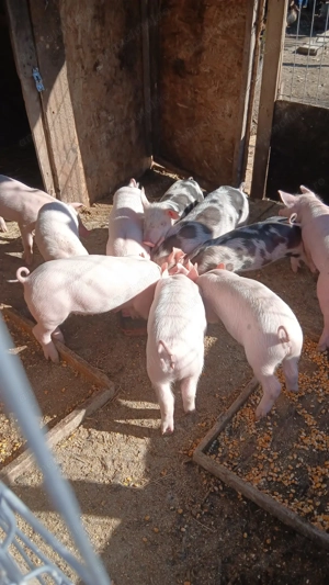 Porci de vânzare  - imagine 3