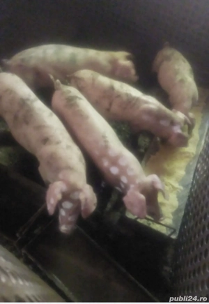 De vanzare porci de carne,grostei si purcei