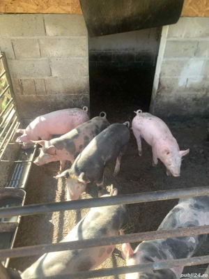 Vand purceii - imagine 2