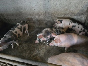 Vand porci de casa - imagine 2