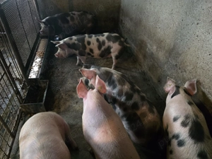 Vand porci de casa - imagine 3