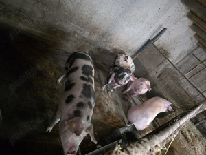 Vand porci de casa - imagine 4