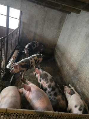 Vand porci de casa - imagine 5