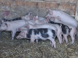 vând 9 purcei de 11 săptămâni 20 kg