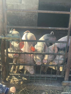 Vand purceii - imagine 2