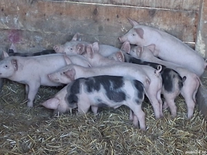 vând 9 purcei de 11 săptămâni 20 kg - imagine 2