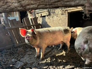 Vând porci  - imagine 2