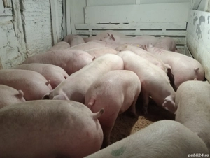 Porci de carne  - imagine 3