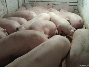 Porci de carne  - imagine 2