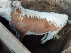 vitei de vanzare - imagine 3