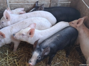 vând 7 purcei de 9 săptămâni 