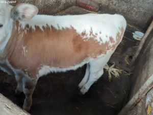 vitei de vanzare - imagine 2