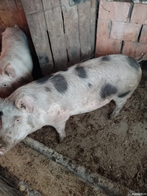 se pot arvuni porci de craciun