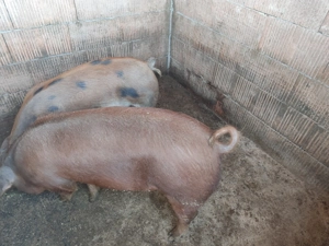 Vând porci  - imagine 2