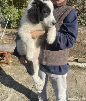 ciobanesc de bucovina