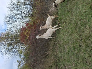 Capre de vanzare - imagine 4