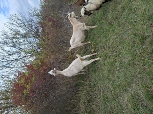 Capre de vanzare - imagine 5