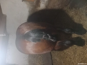 cal castrat de vanzare sau schimb 