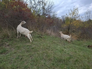 Capre de vanzare - imagine 3