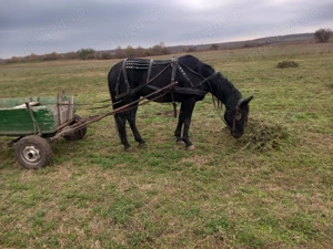 Armăsar de vânzare 