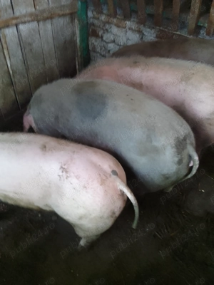 De vanzare porci 90kg